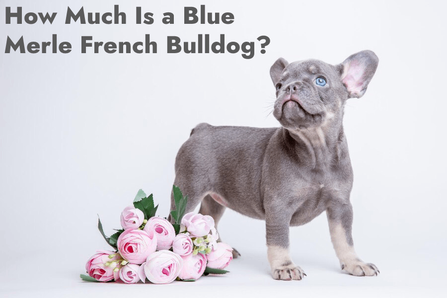 How Much Is a Blue Merle French Bulldog?